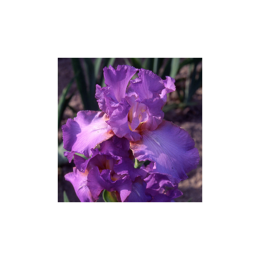 Plantes Vivaces IRIS b-e 'Amethyst Flame' - Iris des Jardins en vente - Iris Barbus en vente - Pépinière Lepage .