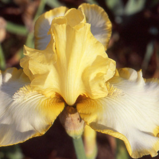 Plantes Vivaces IRIS b-e 'Antique Ivory' - Iris des Jardins en vente - Iris Barbus en vente - Pépinière Lepage .