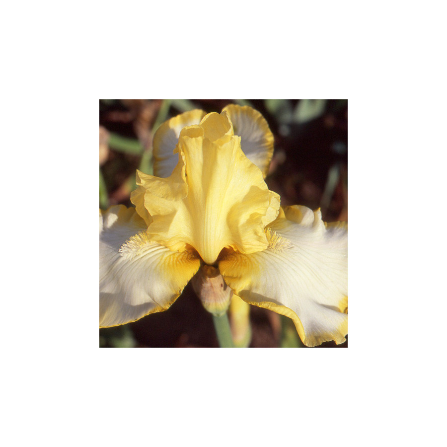 plantes-vivaces-iris-b-e-antique-ivory-iris-des-jardins-en-vente-iris-barbus-en-vente-pepiniere-lepage-