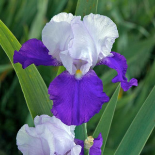 Plantes Vivaces IRIS b-e 'Arpège' - Iris des Jardins en vente - Iris Barbus en vente - Pépinière Lepage .