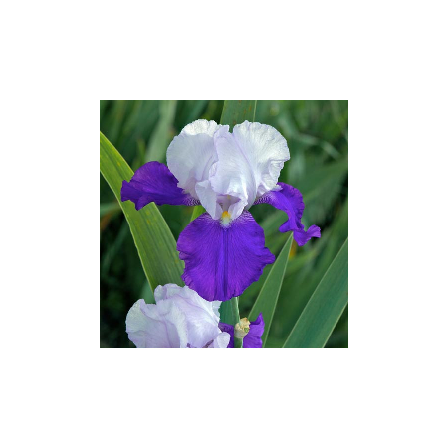 Plantes Vivaces IRIS b-e 'Arpège' - Iris des Jardins en vente - Iris Barbus en vente - Pépinière Lepage .