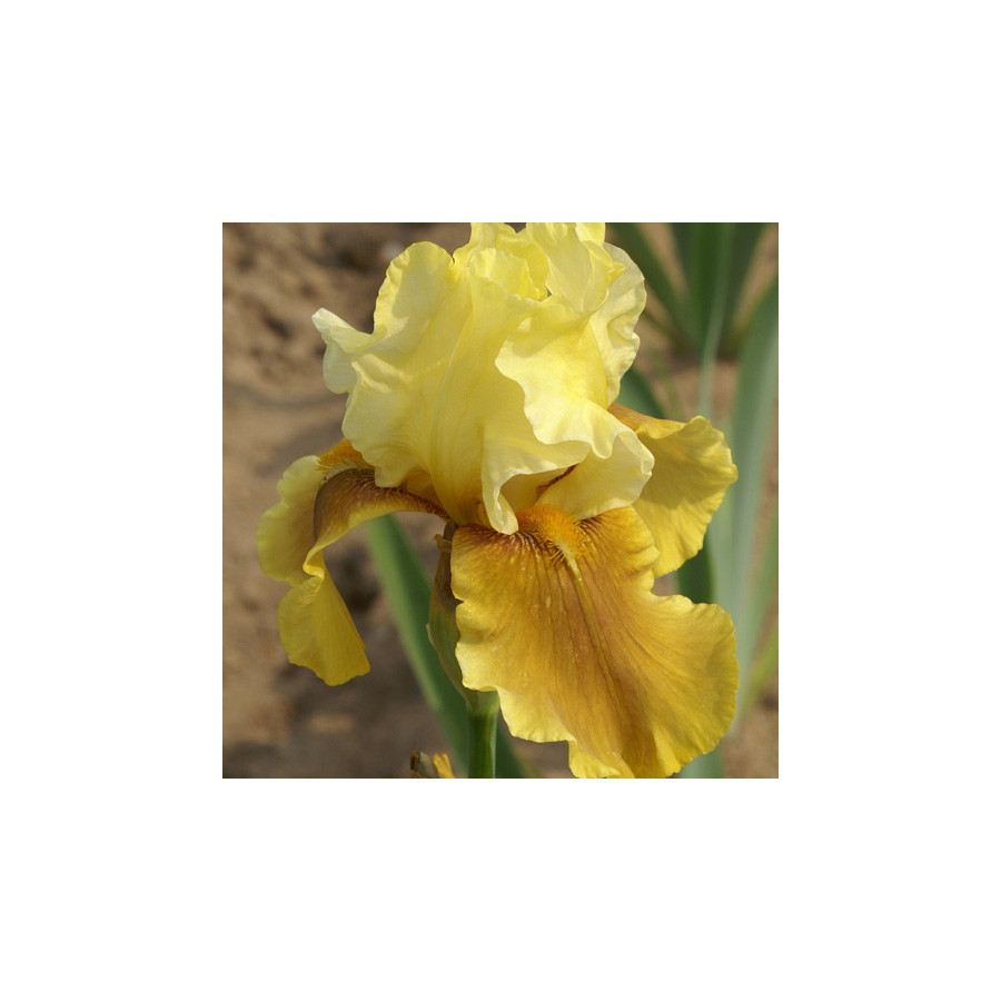 plantes-vivaces-iris-b-e-bayberry-candle-iris-des-jardins-en-vente-iris-barbus-en-vente-pepiniere-lepage-