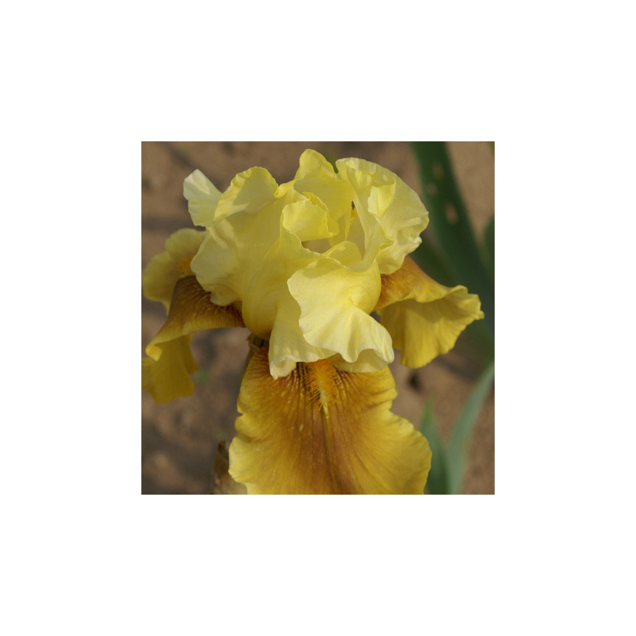 plantes-vivaces-iris-b-e-bayberry-candle-iris-des-jardins-en-vente-iris-barbus-en-vente-pepiniere-lepage-