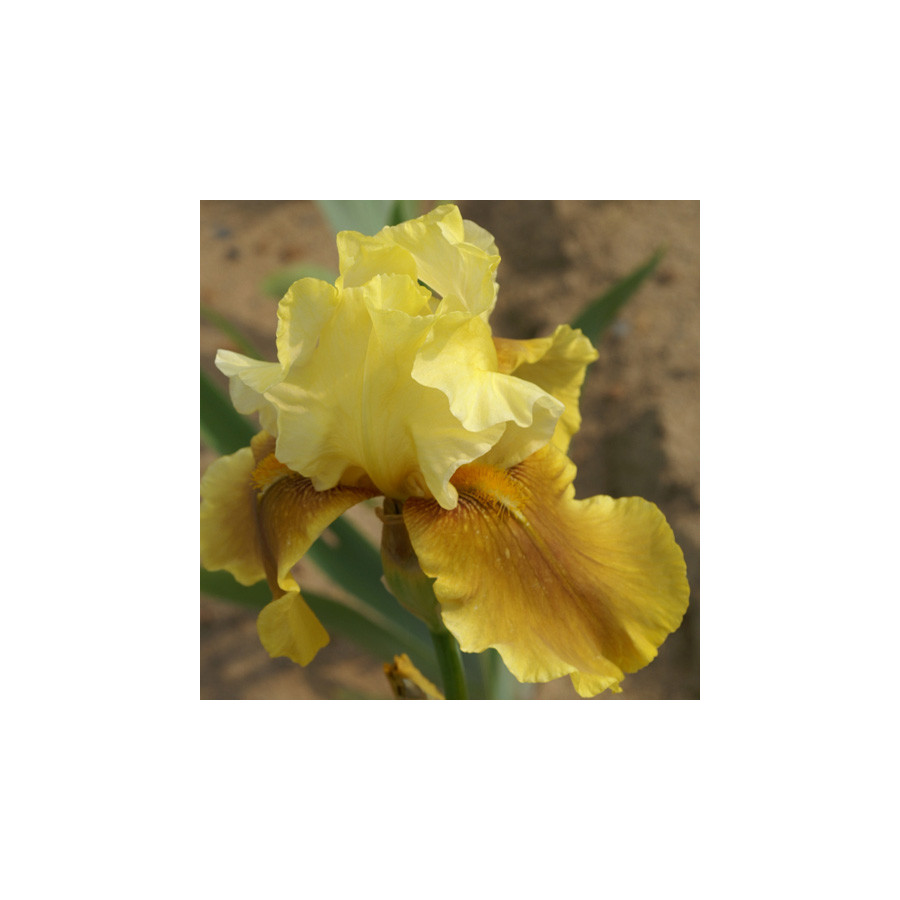 plantes-vivaces-iris-b-e-bayberry-candle-iris-des-jardins-en-vente-iris-barbus-en-vente-pepiniere-lepage-