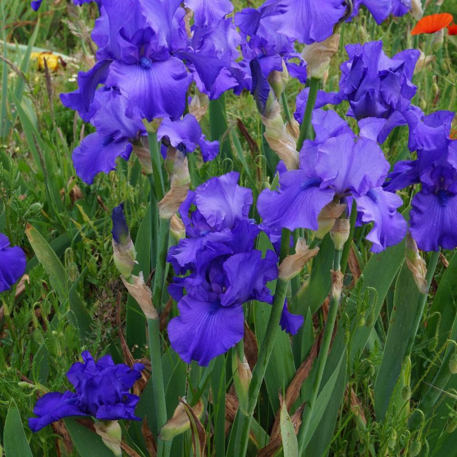 IRIS b-e 'Blue Lustre'