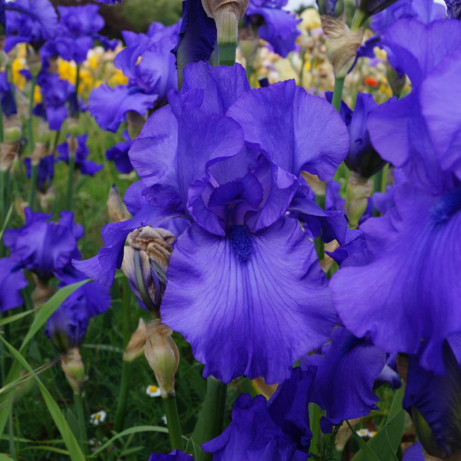 IRIS b-e 'Blue Lustre'