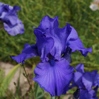 IRIS b-e 'Blue Lustre'