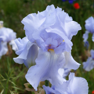 Plantes Vivaces IRIS b-e 'Blue Sapphire' - Iris des Jardins en vente - Iris Barbus en vente - Pépinière Lepage .