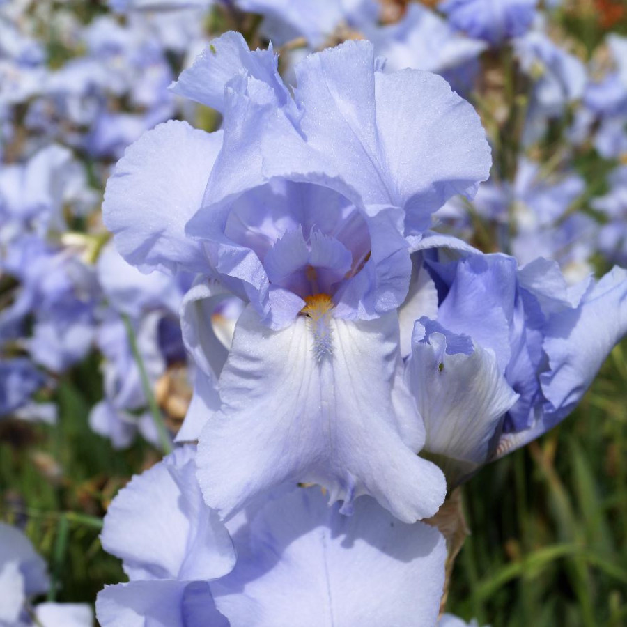 Plantes Vivaces IRIS b-e 'Blue Sapphire' - Iris des Jardins en vente - Iris Barbus en vente - Pépinière Lepage .