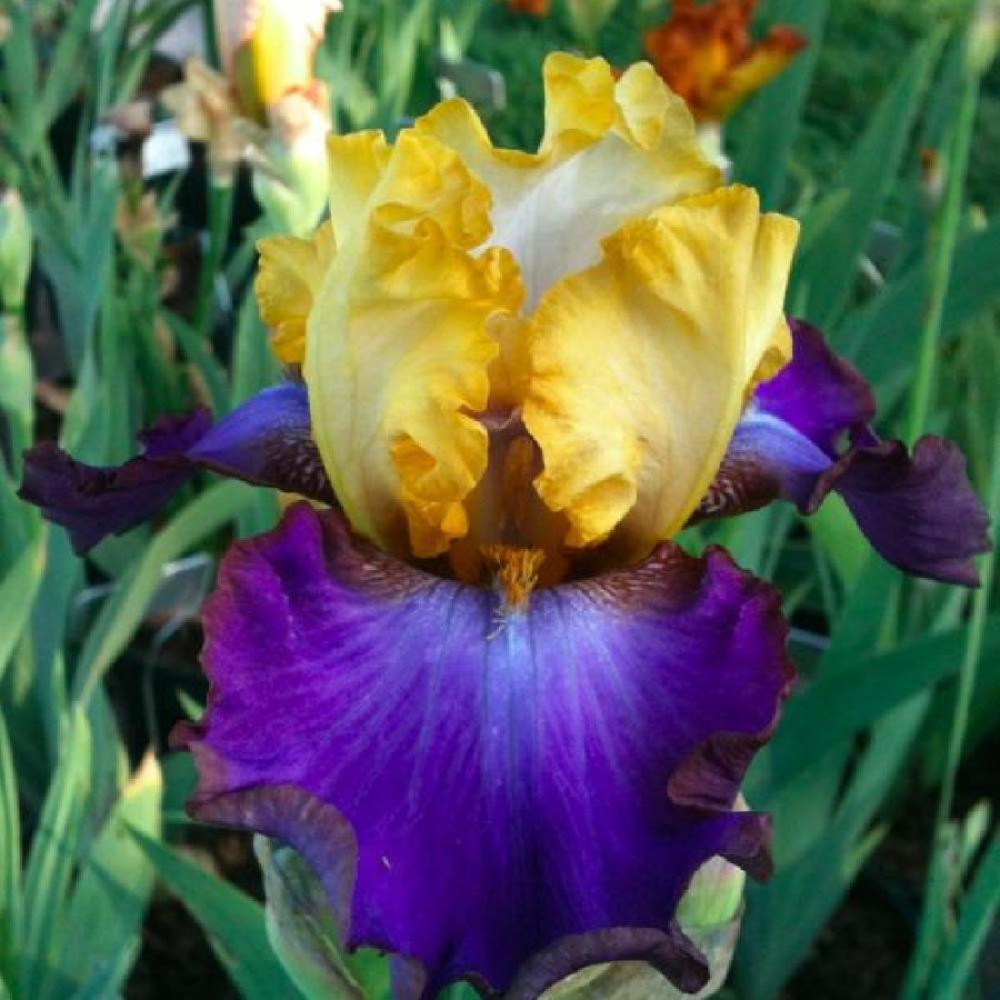 IRIS b-e 'Bold Accent'