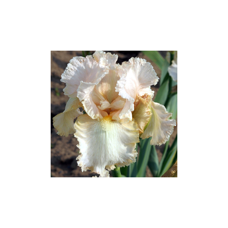 plantes-vivaces-iris-b-e-buffy-iris-des-jardins-en-vente-iris-barbus-en-vente-pepiniere-lepage-