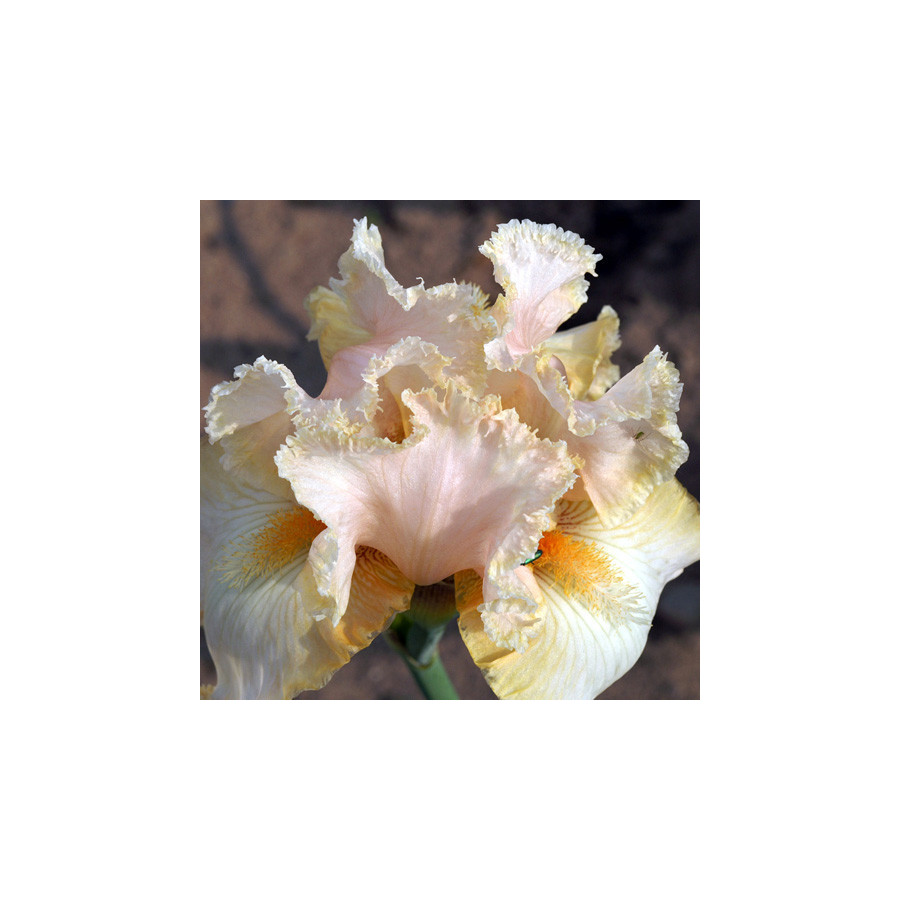 plantes-vivaces-iris-b-e-buffy-iris-des-jardins-en-vente-iris-barbus-en-vente-pepiniere-lepage-