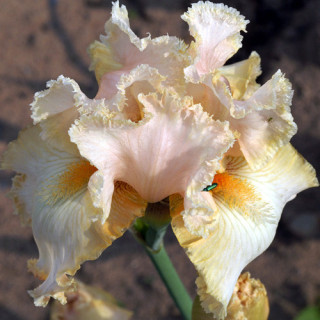plantes-vivaces-iris-b-e-buffy-iris-des-jardins-en-vente-iris-barbus-en-vente-pepiniere-lepage-