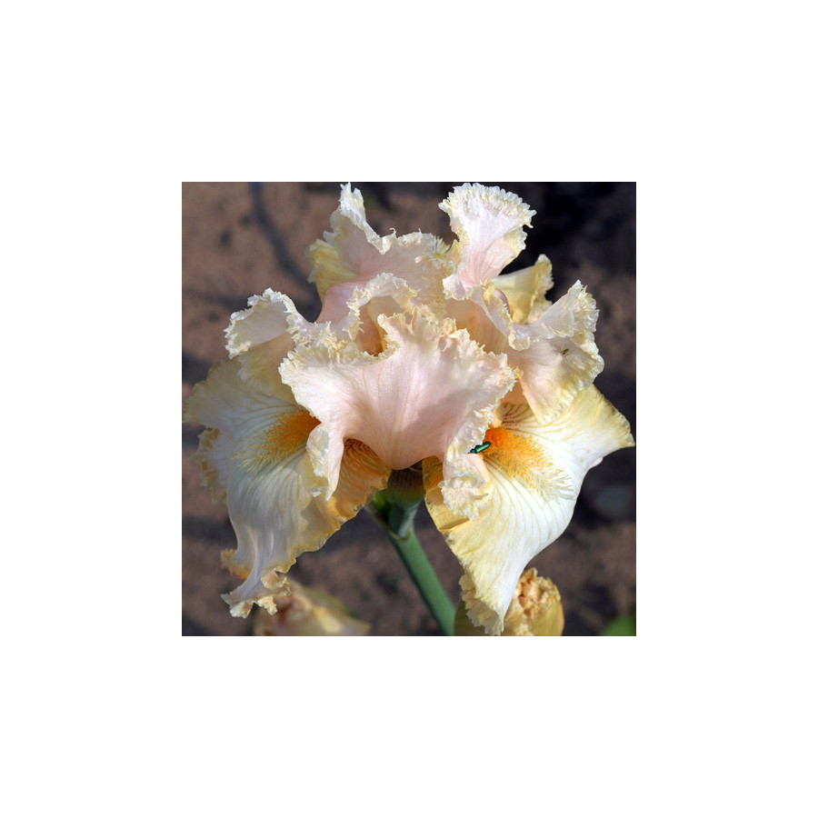 plantes-vivaces-iris-b-e-buffy-iris-des-jardins-en-vente-iris-barbus-en-vente-pepiniere-lepage-