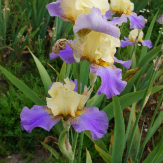 IRIS b-e 'Cascadeur'