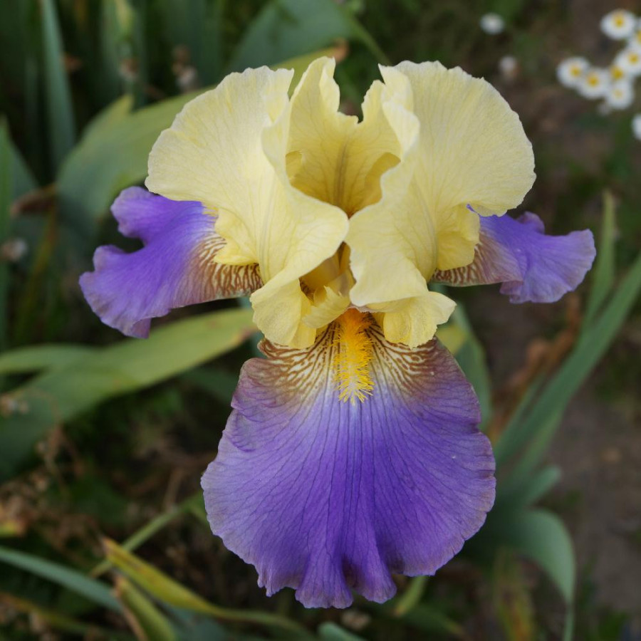 IRIS b-e 'Cascadeur'