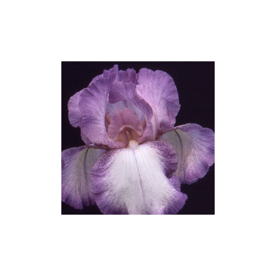 plantes-vivaces-iris-b-e-casino-queen-iris-des-jardins-en-vente-iris-barbus-en-vente-pepiniere-lepage-
