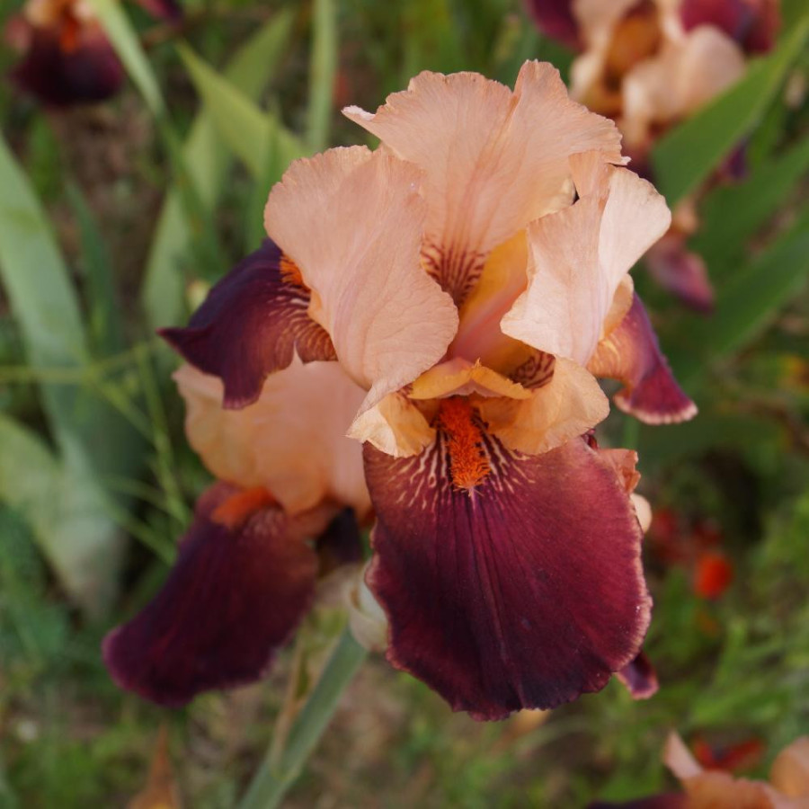 IRIS b-e 'Cimarron Strip'