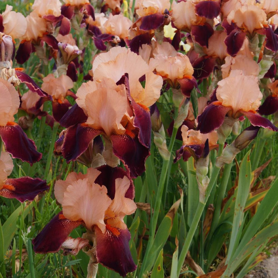 IRIS b-e 'Cimarron Strip'