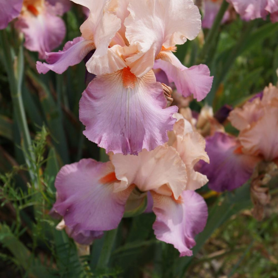 IRIS b-e 'Coquetterie'