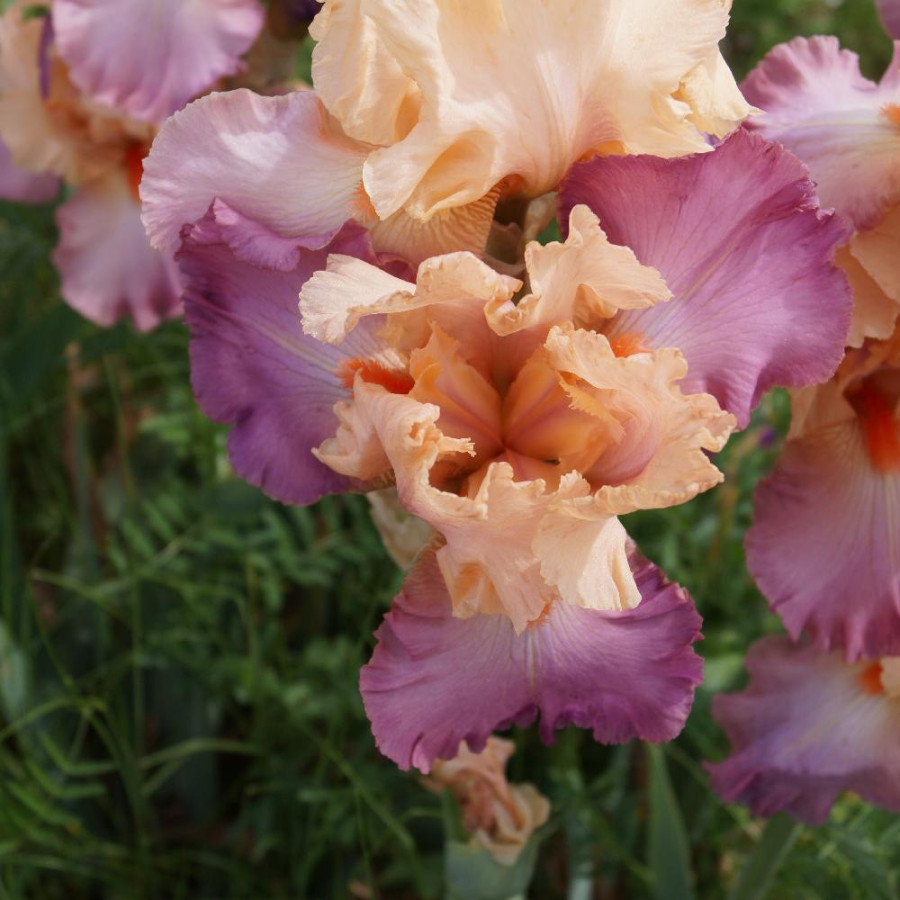 IRIS b-e 'Coquetterie'