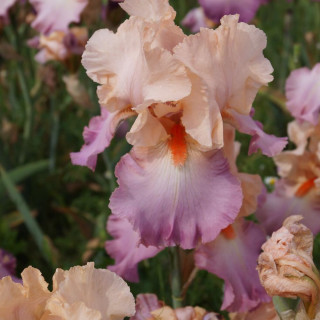 IRIS b-e 'Coquetterie'