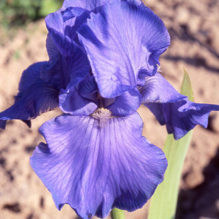 Plantes Vivaces IRIS b-e 'Crystal Blue' - Iris des Jardins en vente - Iris Barbus en vente - Pépinière Lepage .