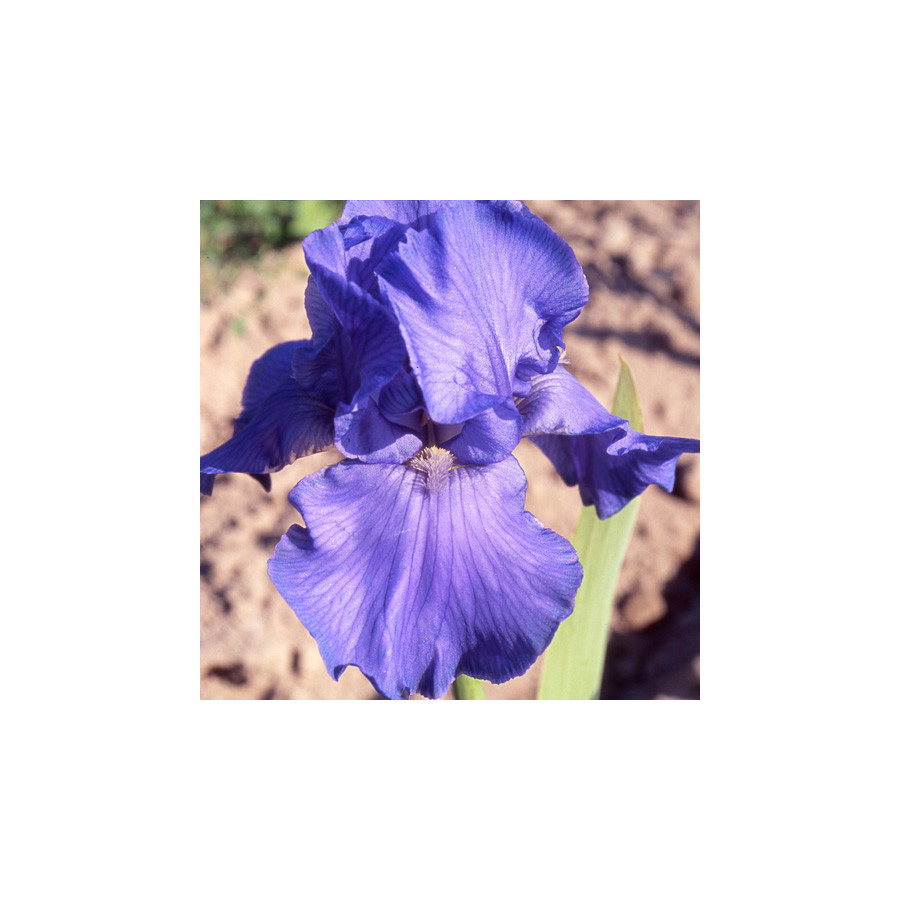 Plantes Vivaces IRIS b-e 'Crystal Blue' - Iris des Jardins en vente - Iris Barbus en vente - Pépinière Lepage .
