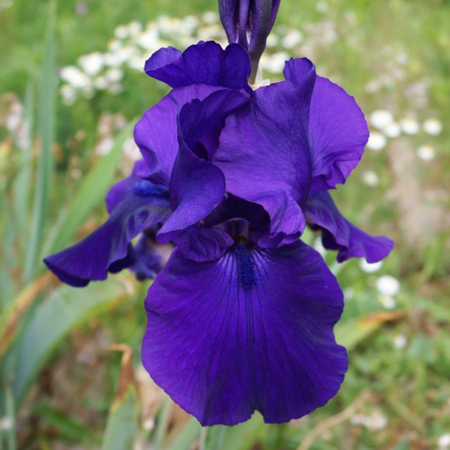 Plantes Vivaces IRIS b-e 'Dark Triumph' - Iris des Jardins en vente - Iris Barbus en vente - Pépinière Lepage .