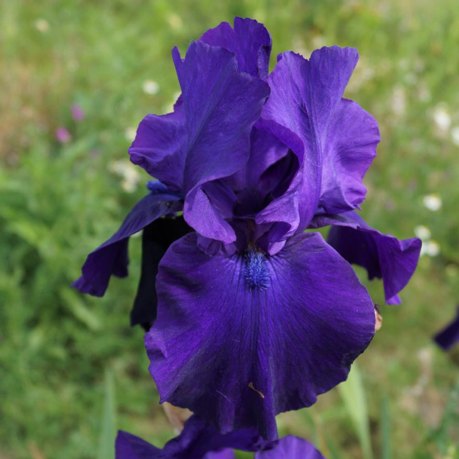 Plantes Vivaces IRIS b-e 'Dark Triumph' - Iris des Jardins en vente - Iris Barbus en vente - Pépinière Lepage .