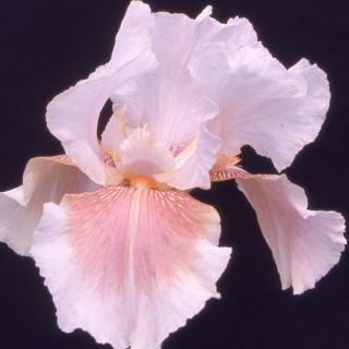 plantes-vivaces-iris-b-e-delicato-iris-des-jardins-en-vente-iris-barbus-en-vente-pepiniere-lepage-