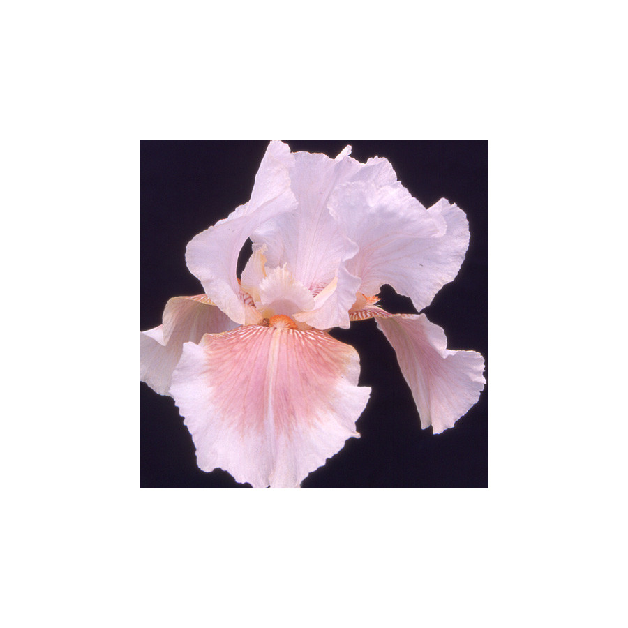 Plantes Vivaces IRIS b-e 'Delicato' - Iris des Jardins en vente - Iris Barbus en vente - Pépinière Lepage .