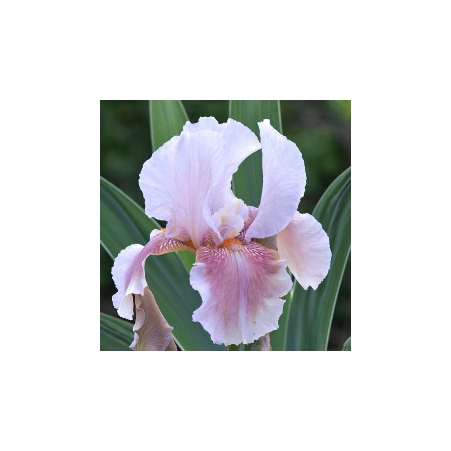 Plantes Vivaces IRIS b-e 'Delicato' - Iris des Jardins en vente - Iris Barbus en vente - Pépinière Lepage .