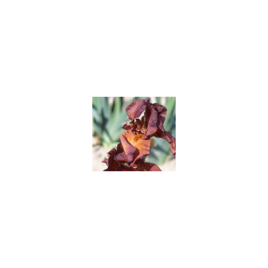 Plantes Vivaces IRIS b-e 'Dutch Chocolate' - Iris des Jardins en vente - Iris Barbus en vente - Pépinière Lepage .