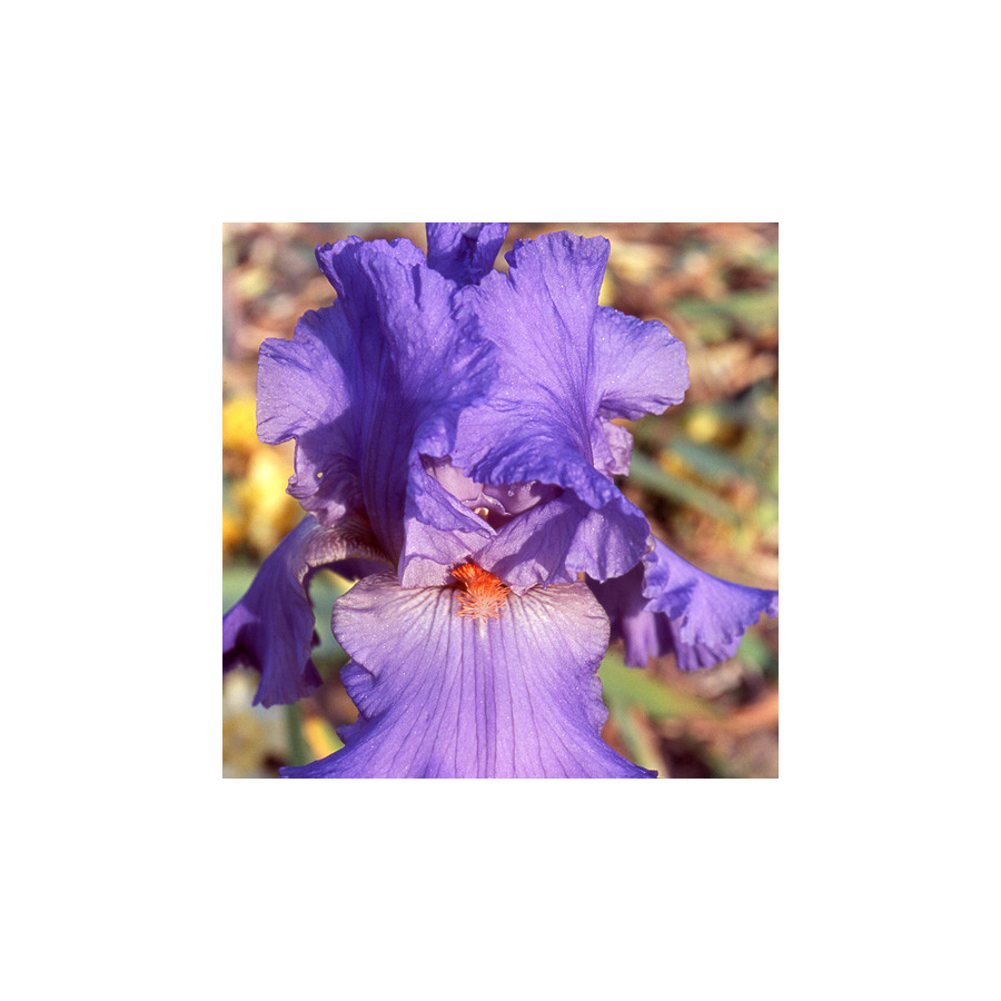 Plantes Vivaces IRIS b-e 'Falbala' - Iris des Jardins en vente - Iris Barbus en vente - Pépinière Lepage .