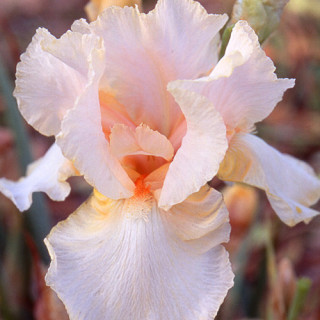 Plantes Vivaces IRIS b-e 'Feminine Charm' - Iris des Jardins en vente - Iris Barbus en vente - Pépinière Lepage .