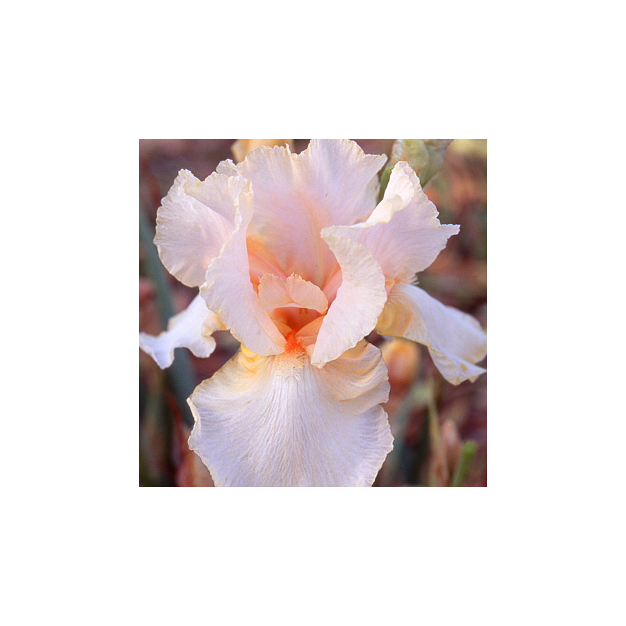 Plantes Vivaces IRIS b-e 'Feminine Charm' - Iris des Jardins en vente - Iris Barbus en vente - Pépinière Lepage .