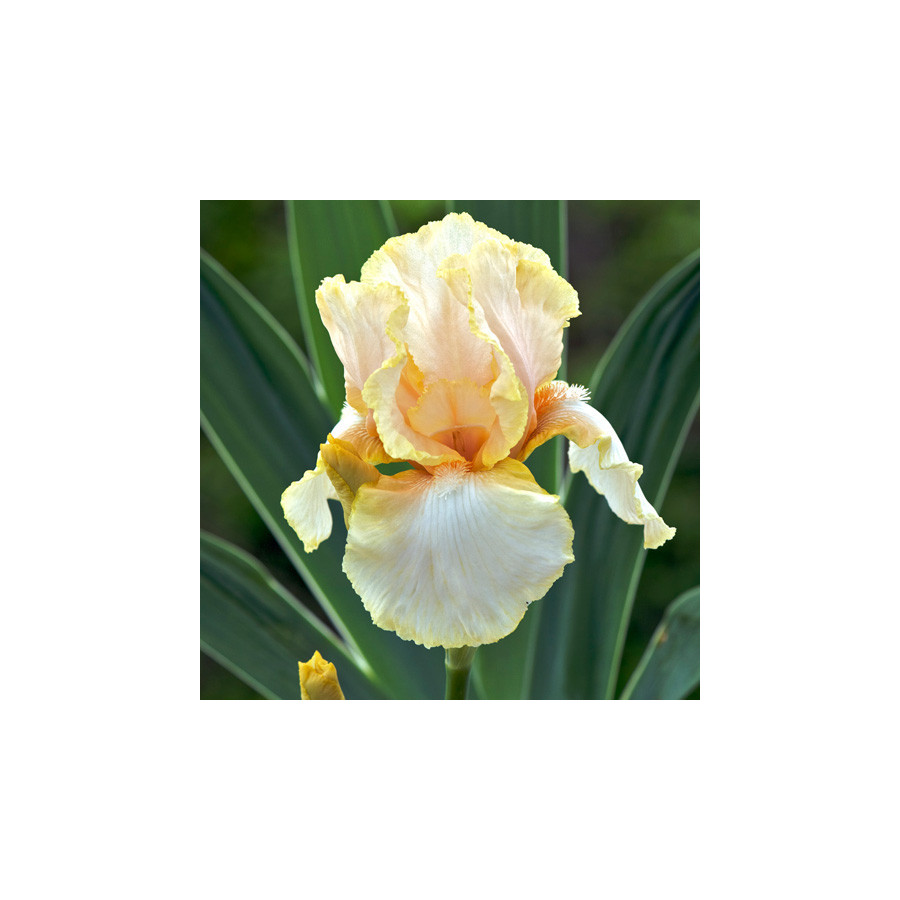 Plantes Vivaces IRIS b-e 'Feminine Charm' - Iris des Jardins en vente - Iris Barbus en vente - Pépinière Lepage .