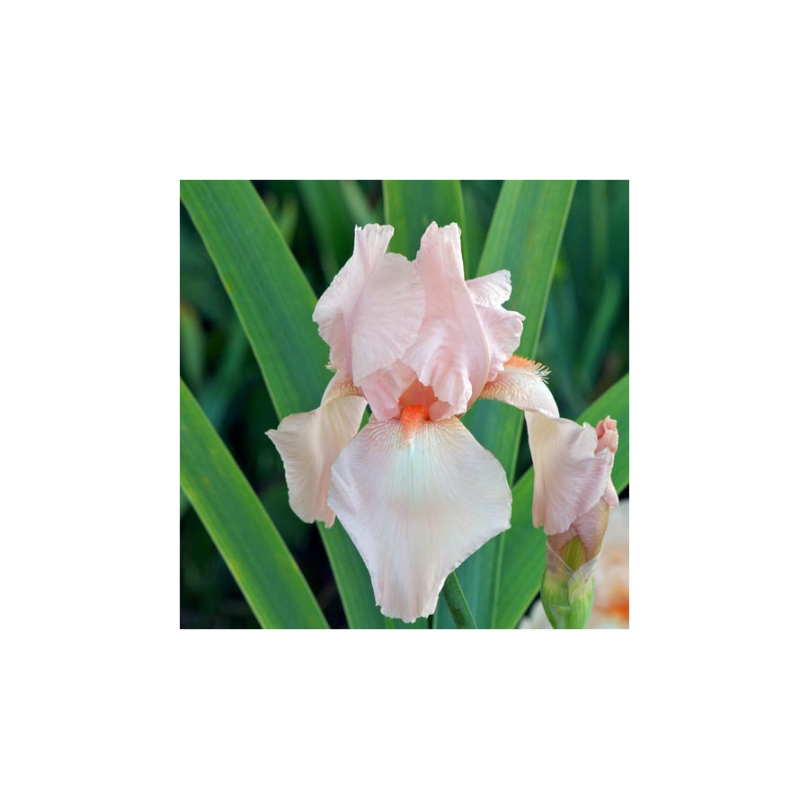 Plantes Vivaces IRIS b-e 'Flamant Rose' - Iris des Jardins en vente - Iris Barbus en vente - Pépinière Lepage .