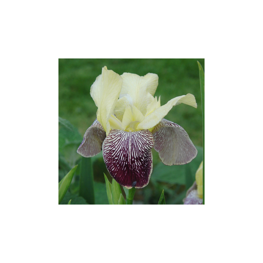 plantes-vivaces-iris-b-e-flaming-dragon-iris-des-jardins-en-vente-iris-barbus-en-vente-pepiniere-lepage-