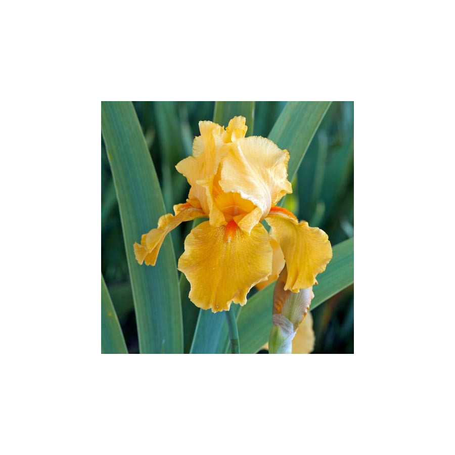 Plantes Vivaces IRIS b-e 'Flaming' - Iris des Jardins en vente - Iris Barbus en vente - Pépinière Lepage .