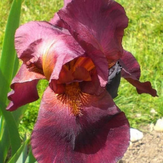 plantes-vivaces-iris-b-e-frontier-marshall-iris-des-jardins-en-vente-iris-barbus-en-vente-pepiniere-lepage-