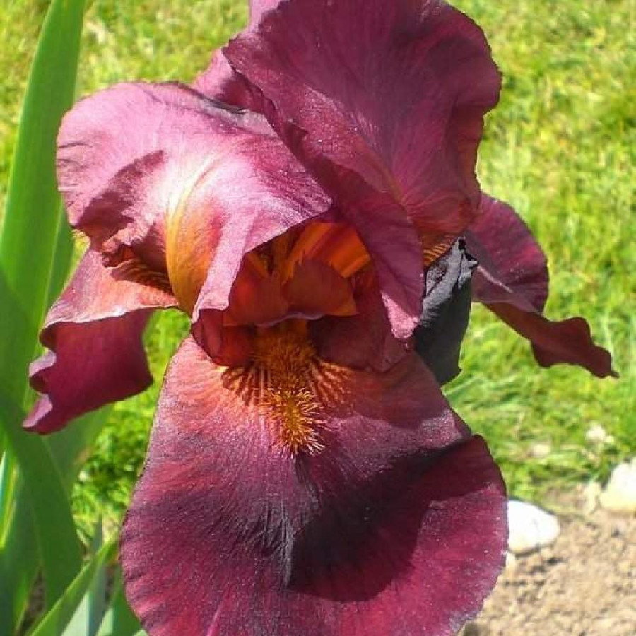 Plantes Vivaces IRIS b-e 'Frontier Marshall' - Iris des Jardins en vente - Iris Barbus en vente - Pépinière Lepage .