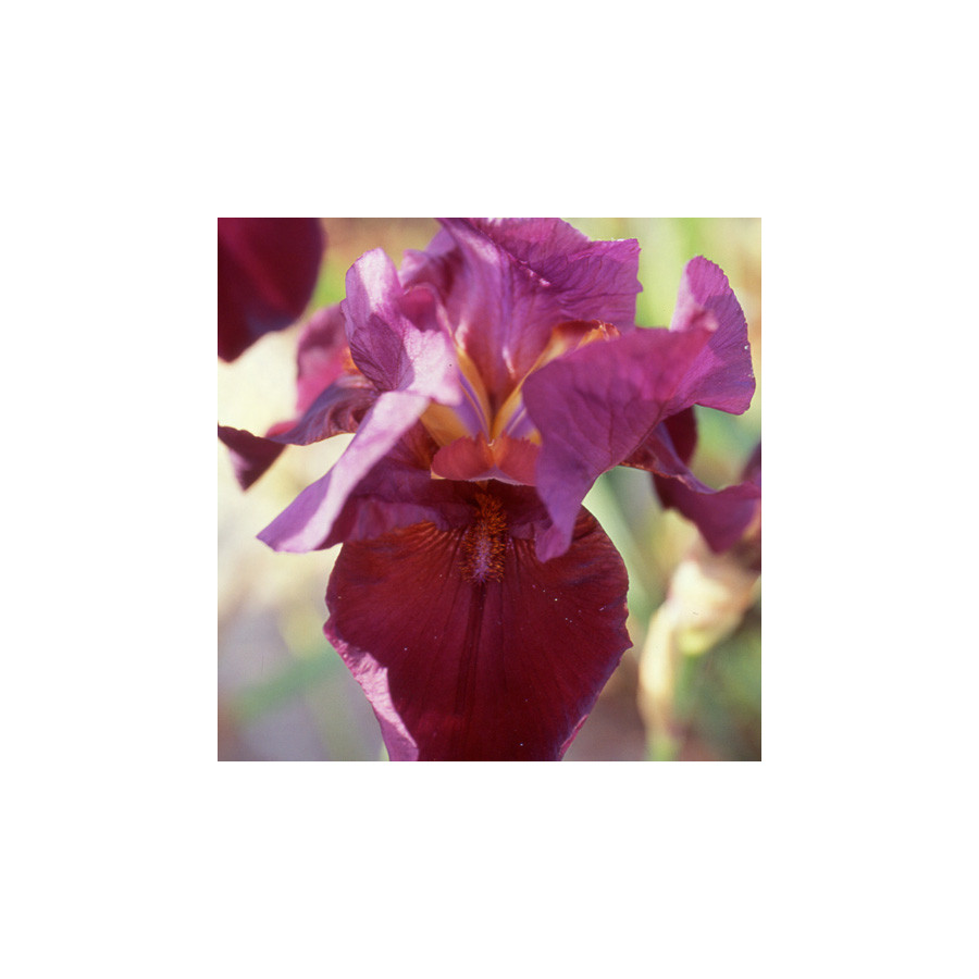 Plantes Vivaces IRIS b-e 'Garnet Robe' - Iris des Jardins en vente - Iris Barbus en vente - Pépinière Lepage .