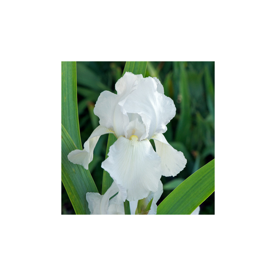 Plantes Vivaces IRIS b-e 'Glacier' - Iris des Jardins en vente - Iris Barbus en vente - Pépinière Lepage .