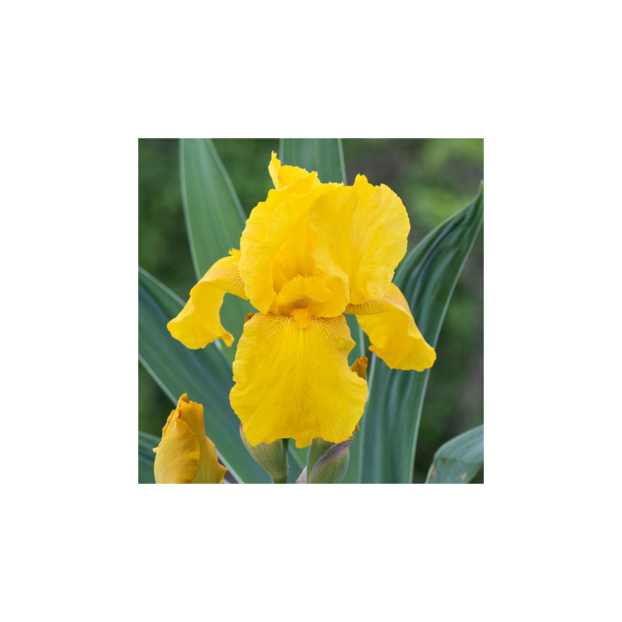 Plantes Vivaces IRIS b-e 'Granada Gold' - Iris des Jardins en vente - Iris Barbus en vente - Pépinière Lepage .