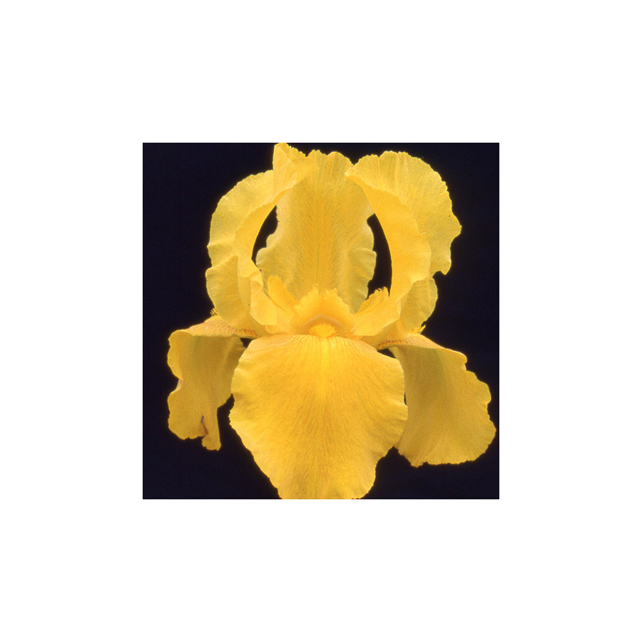 Plantes Vivaces IRIS b-e 'Granada Gold' - Iris des Jardins en vente - Iris Barbus en vente - Pépinière Lepage .