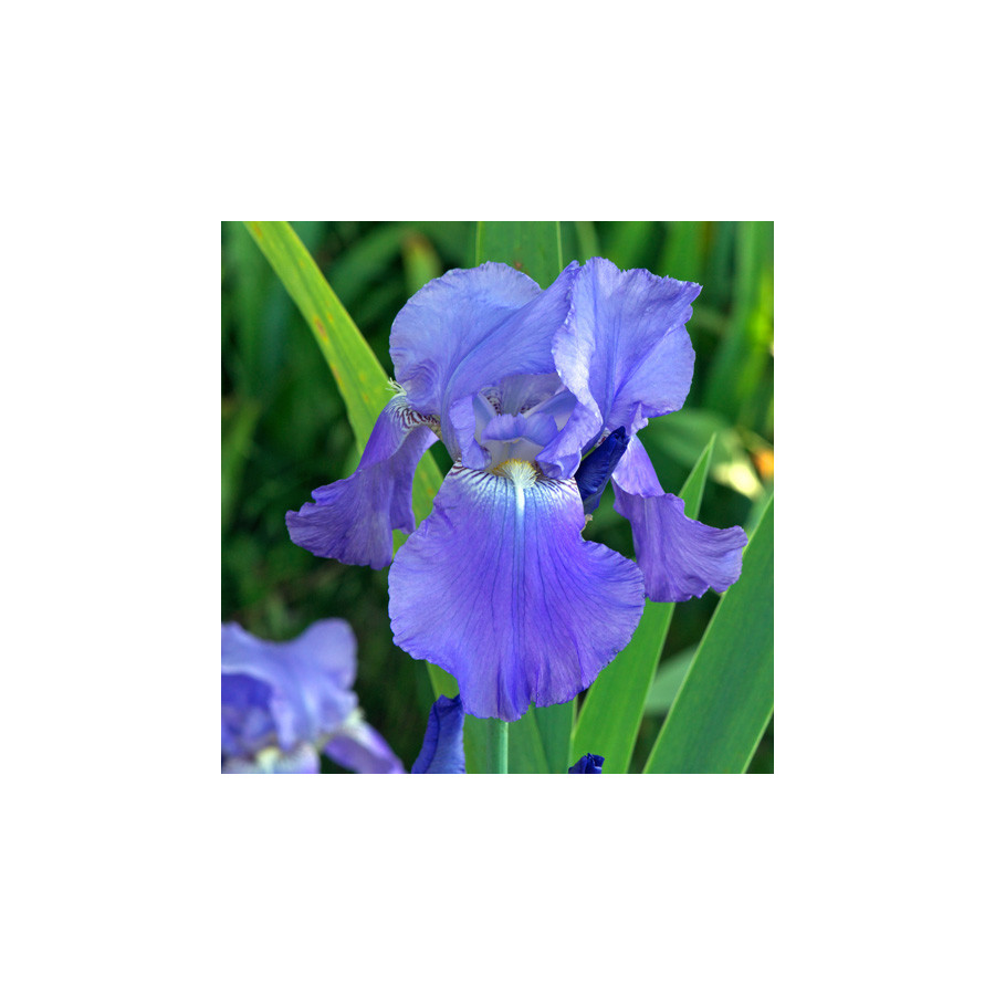 Plantes Vivaces IRIS b-e 'Harbor Blue' - Iris des Jardins en vente - Iris Barbus en vente - Pépinière Lepage .