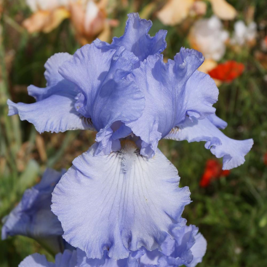 IRIS b-e 'Horizon Bleu'