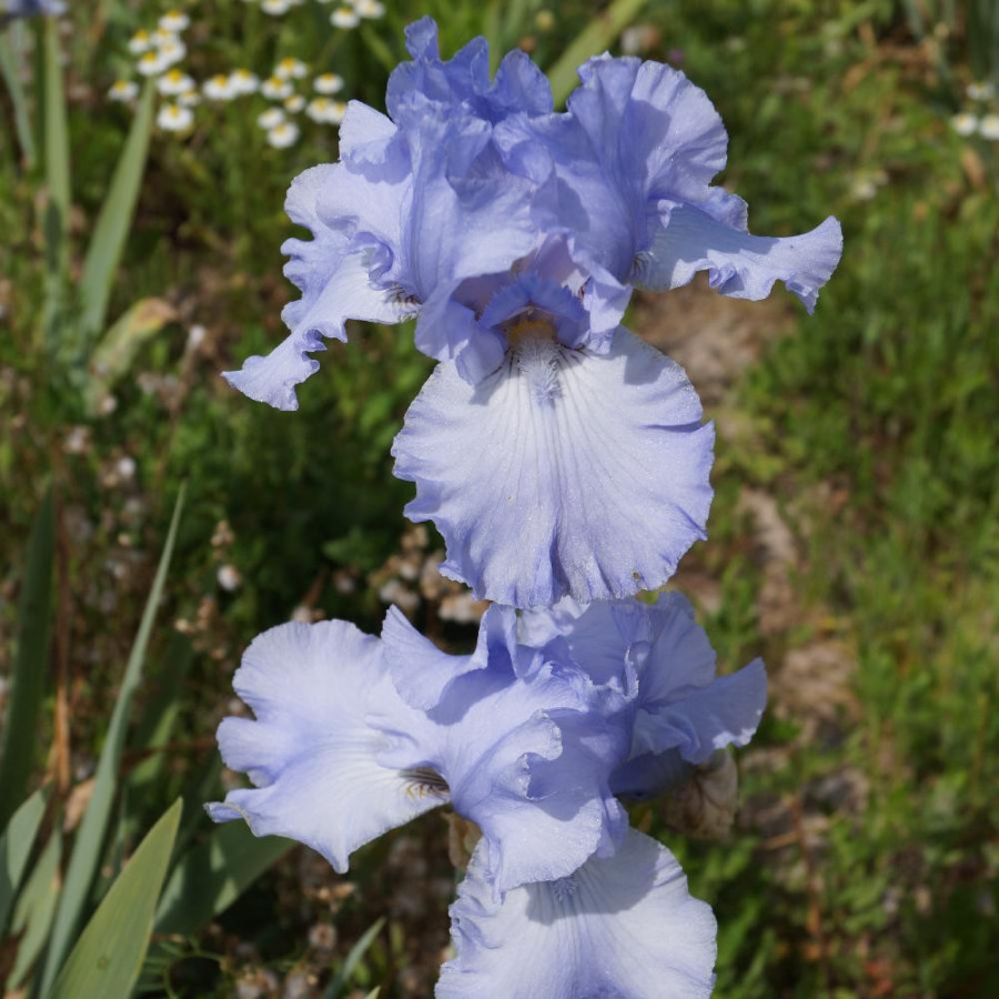 IRIS b-e 'Horizon Bleu'